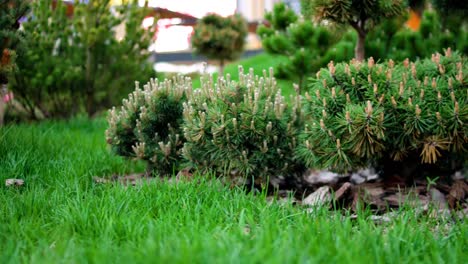 ornamental pine trees in a garden