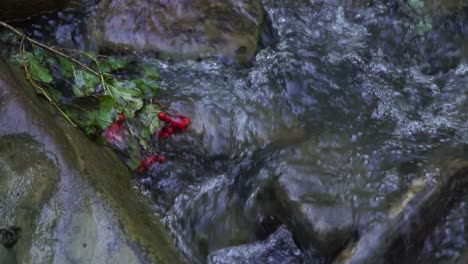 primer plano de la rama de viburnum en la corriente del río