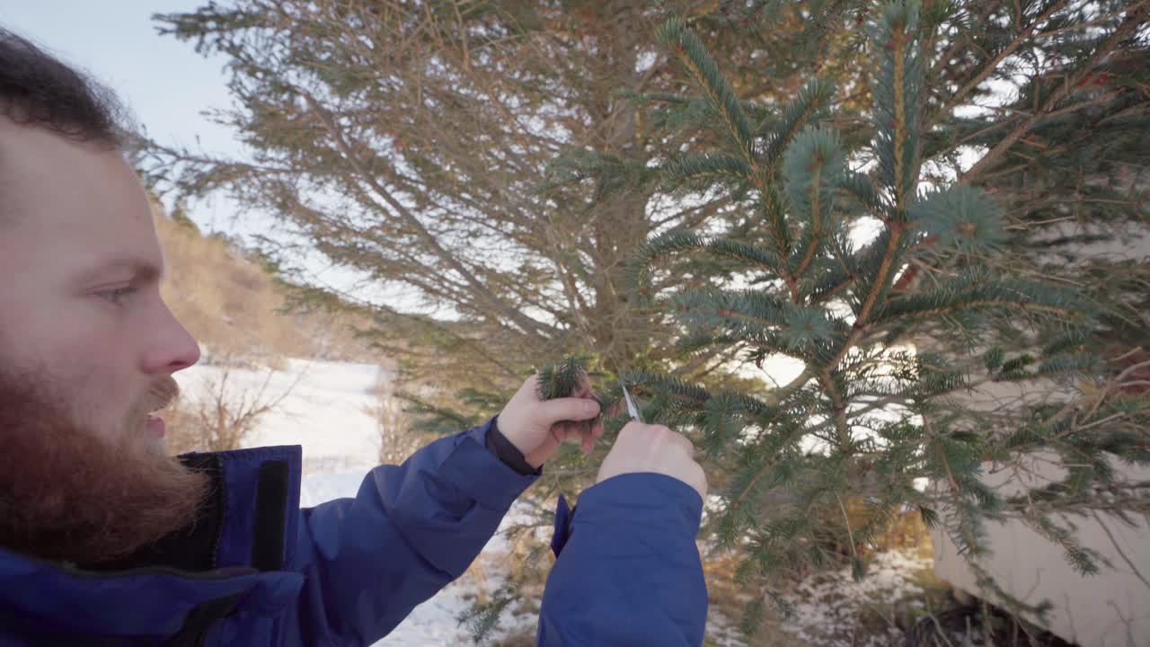 cerca de un hombre caucásico barbudo podando follaje de pino en invierno