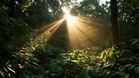 sunlight piercing through the lush forest