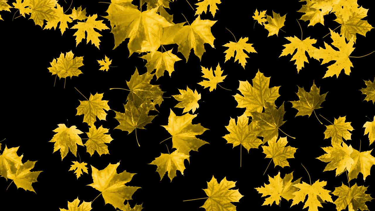 4k 가을에 떨어지는 메이플 잎