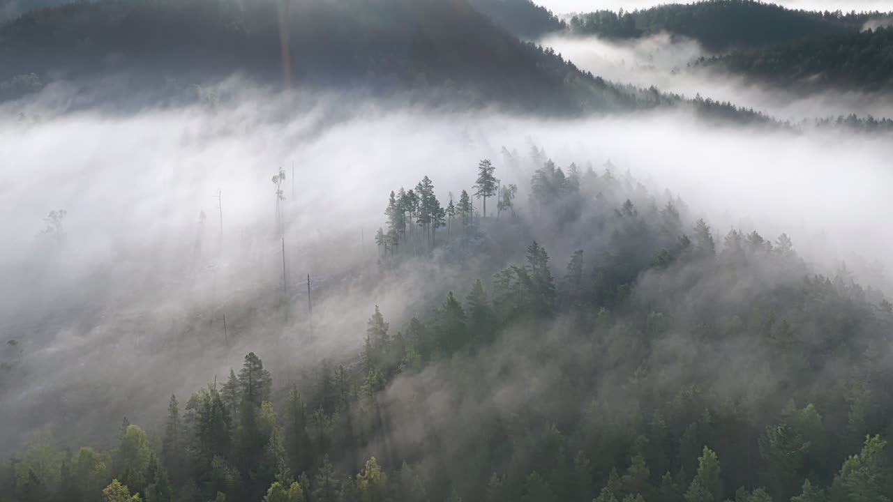 소나무의 실루엣이 언덕 위로 솟아오르고, 이른 아침 안개가 계곡 주변으로 퍼지고 새벽에 태양 광선이 비춰집니다.