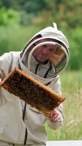 attentive apiculturist looking thoroughly at the frame. bees covering the frame and flying around the farmer. nature background. vertical video