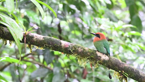 Broad-billed-Motmot--perched-on-branch