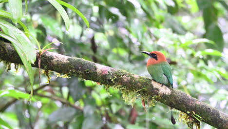 motmot de pico ancho posado en una rama