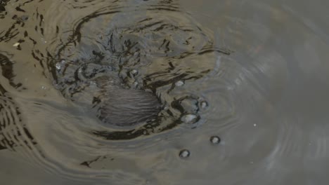 wild mink in water eating crumbs slow motion shot