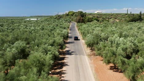 Folgen-Sie-Der-Aufnahme-Eines-Autos,-Das-Entlang-Der-Straße-Mit-Olivenhainen-In-Peloponnes,-Griechenland,-Fährt