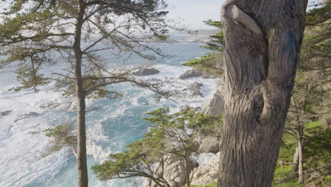 Toma-Estacionaria-De-Los-árboles-En-La-Ladera-De-Una-Colina-En-Big-Sur-California-Con-Olas-Relajantes-Rodando-Por-El-Fondo-Del-Océano-Pacífico