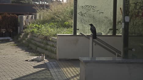 crow playing with stray cat