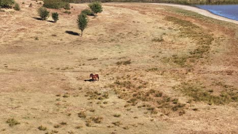 Caballo-Deambulando-Por-El-Lago-Buldan-Cámara-Lenta