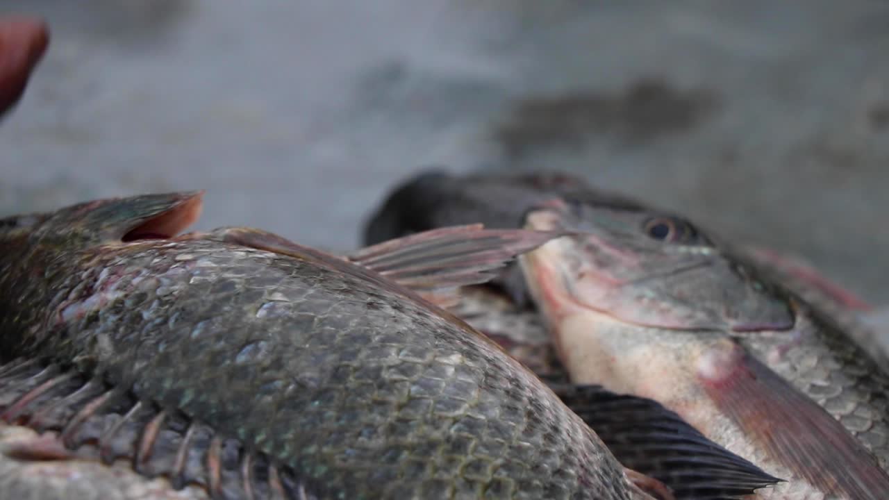 Close-up of several Tilapia fish gasping for air on a table in Kalangala, Uganda. Hand moves fish around. Gills and fins moving. Short depth of field