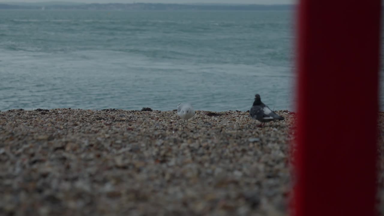 Seagull and pigeon walks about on the pebbled beach, cloudy day