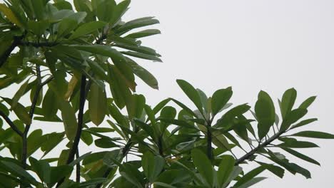 the leaves on the tree hit by the rain and blowing in the strong wind