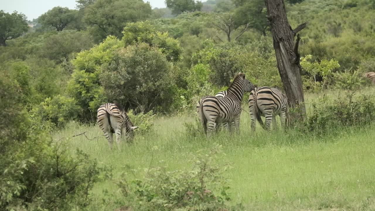 Zebra che gioca vicino a un albero