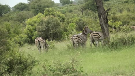 zebra playing by a tree