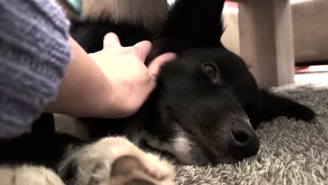 -Afecto-Reconfortante:-Perro-Siendo-Acariciado-En-La-Alfombra