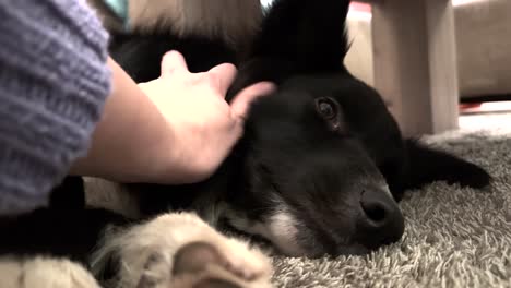 comforting affection: dog being petted on carpet