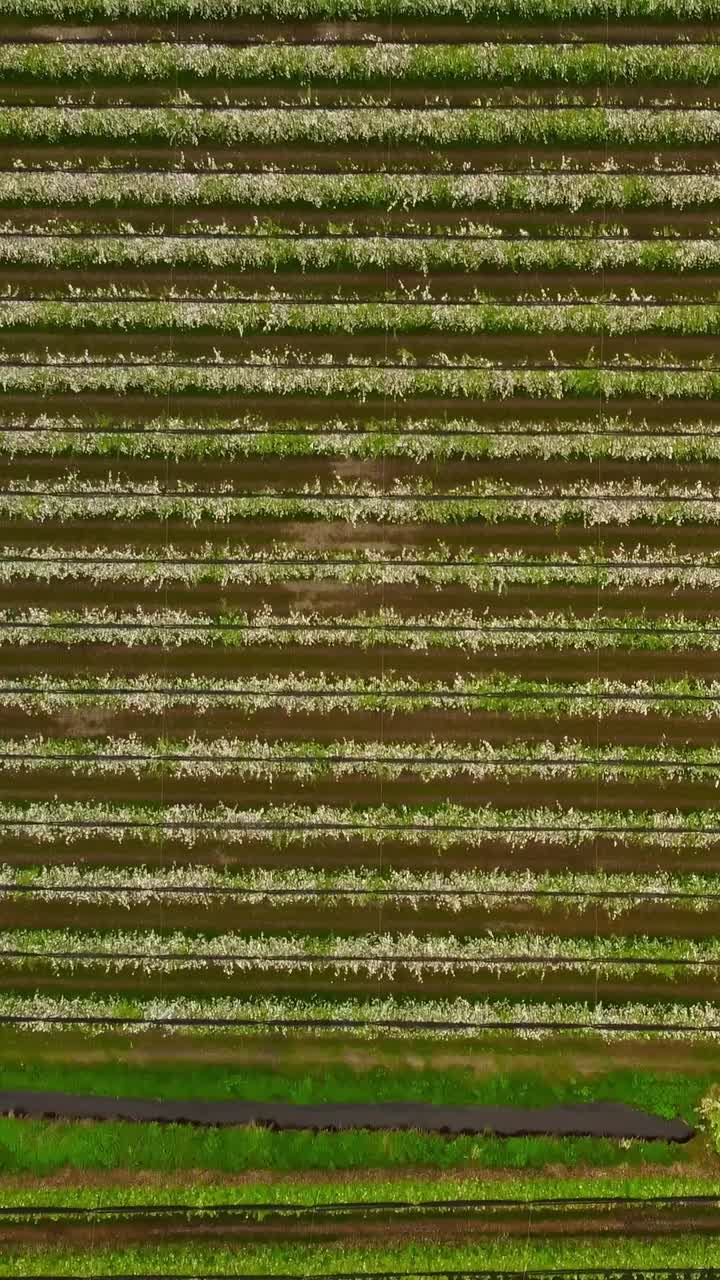 Top down drone shot of rows of blooming organic apple trees at Gargazzone in Alto Adige, alternating vivid green grass with brown earth, forming a geometric pattern across the cultivated landscape.