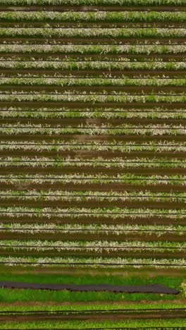 top down drone shot of rows of blooming organic apple trees at gargazzone in alto adige, alternating vivid green grass with brown earth, forming a geometric pattern across the cultivated landscape.