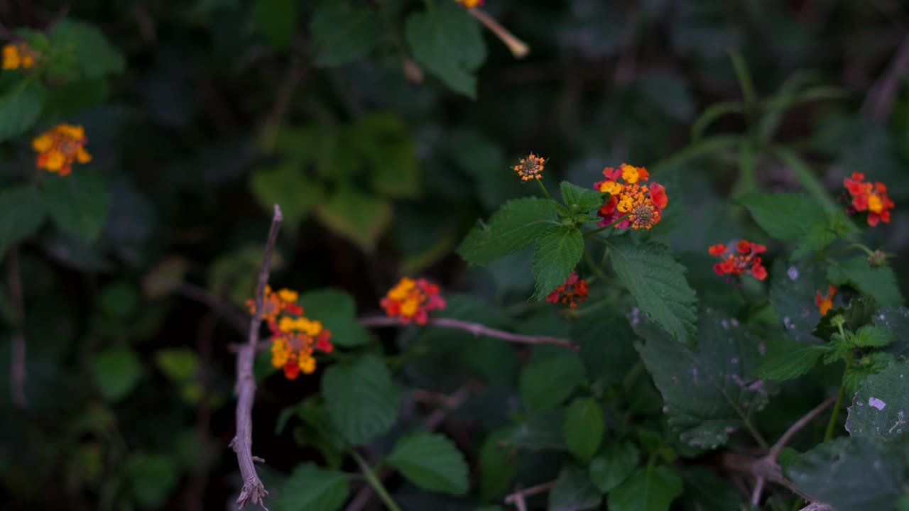 enfoque selectivo de la flor de lantana camara en el crepúsculo