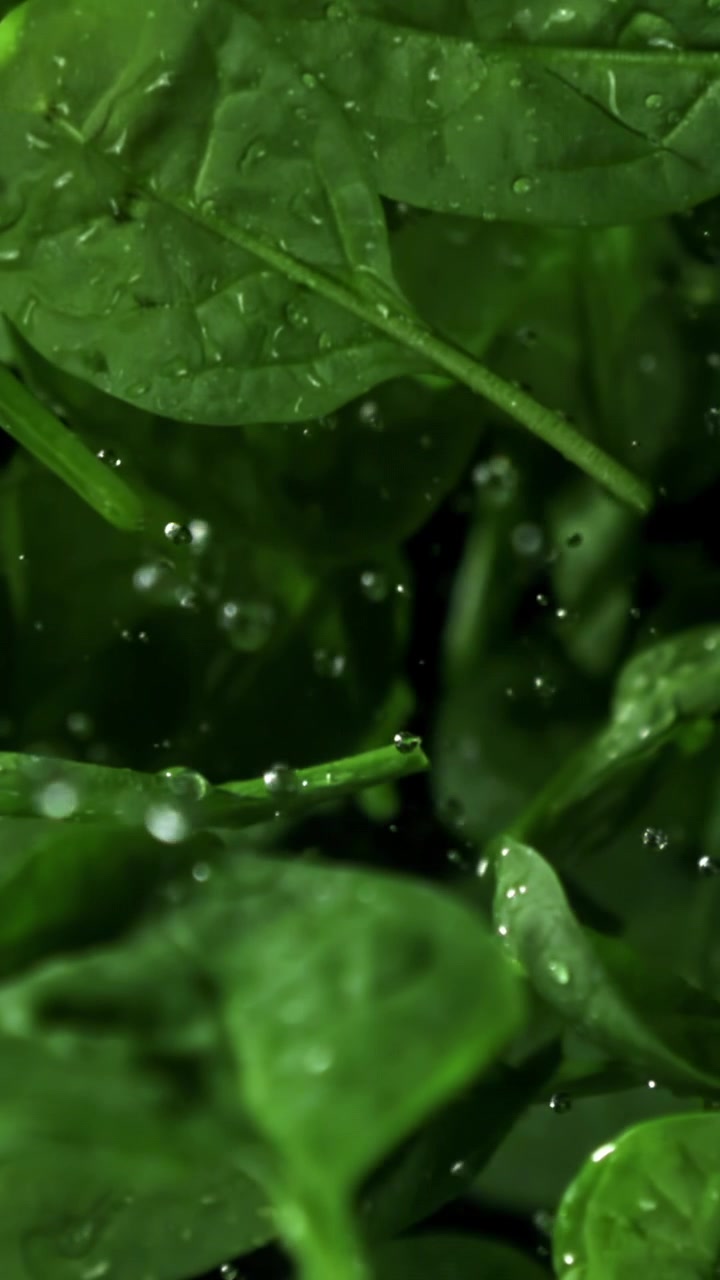 Goccioline d'acqua che schizzano su foglie di spinaci freschi e verdi