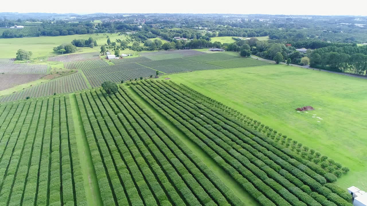 Birds flying over fruit fields