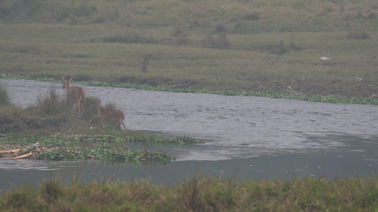 치트완 국립공원의 강을 건너는 일부 사슴