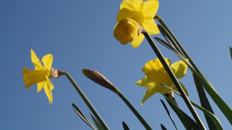 daffodil against a blue sky in gentle breeze slow motion