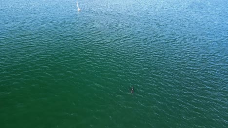 delfines nadando detrás de un pequeño yate