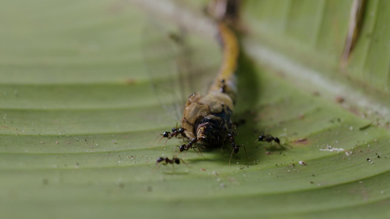 Close-up of black ants (Formicidae, likely genus Camponotus) exhibiting cooperative foraging and hierarchy roles as they carry a dead dragonfly (Anisoptera) across a banana leaf.