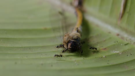 close-up of black ants (formicidae, likely genus camponotus) exhibiting cooperative foraging and hierarchy roles as they carry a dead dragonfly (anisoptera) across a banana leaf.