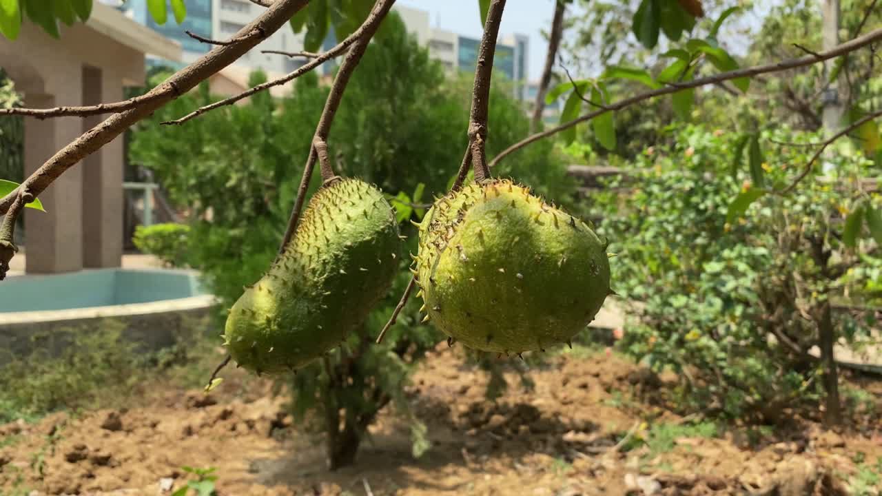 Soursop / guanabana / graviola exotic fruit hanging from tree - growing and harvesting your own food, self-sustainability, rural country life, Soursop Fruit | Graviola Fruit | Laxman Phal | Lakshmana Phala | Hanuman Phal | Mullatha.