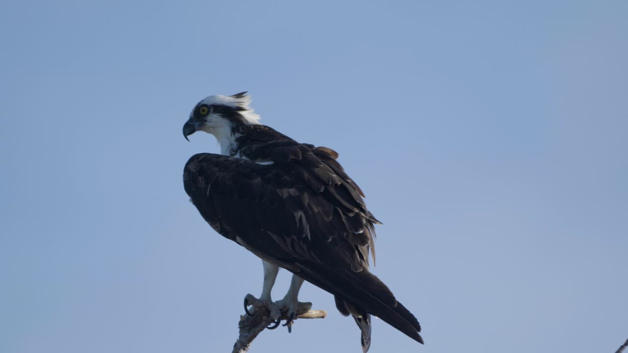 An osprey perches on a dead tree branch against a clear blue sky, scanning the horizon