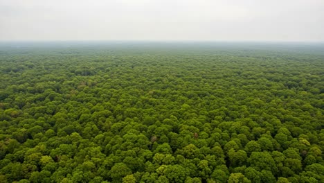 aerial views of a vast and lush green forest covering the landscape, showcasing the abundance of foliage and natural beauty beneath a cloudy sky