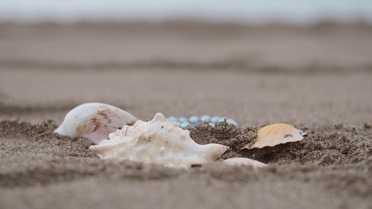 Seashells Resting on Sandy Beach Shoreline