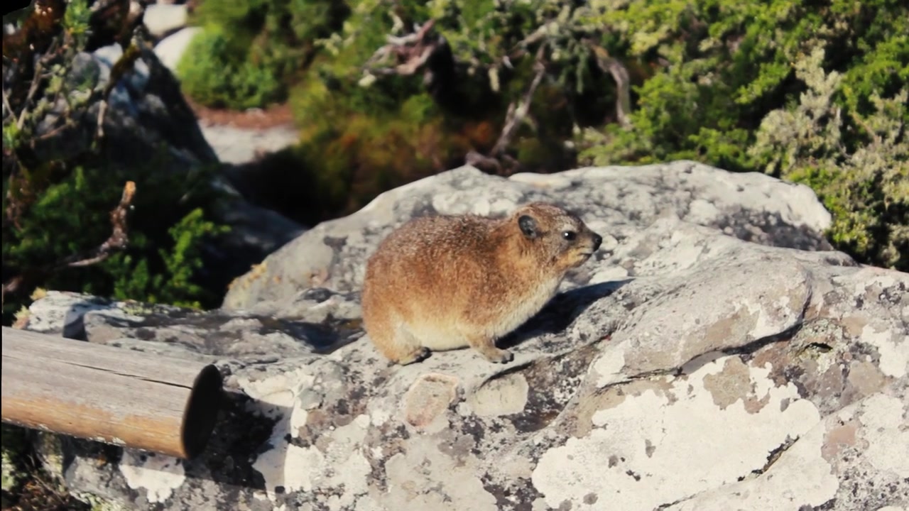 Dassie oder Klippschliefer gefunden in den Tafelbergen - Kapstadt