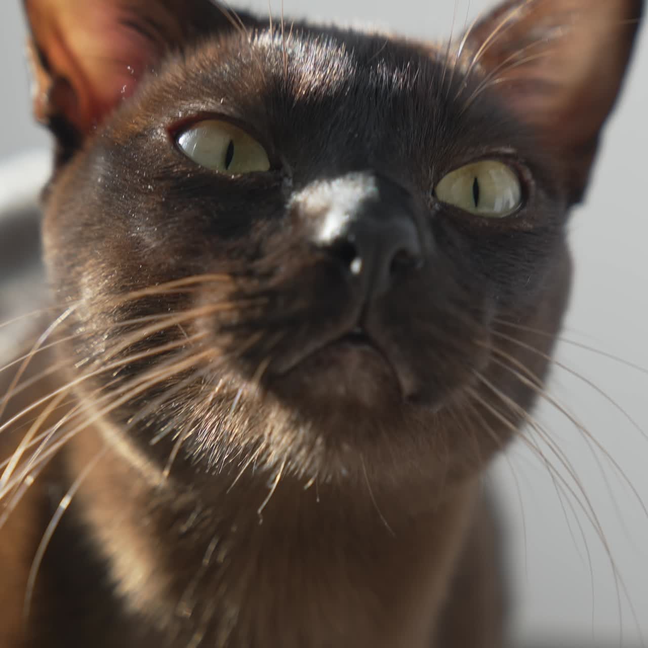 Cute curious cat indoors. Beautiful brown cat lies on the floor in the house and looking at the camera