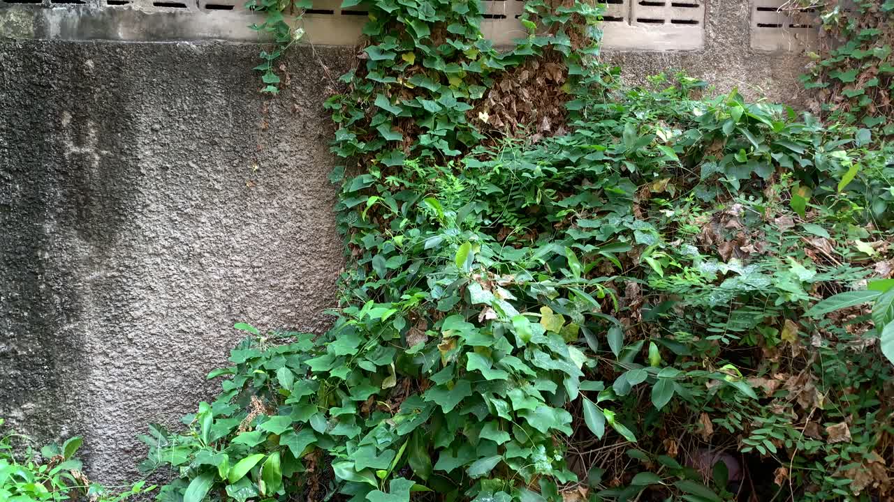 vista exterior de la pared con planta trepadora verde