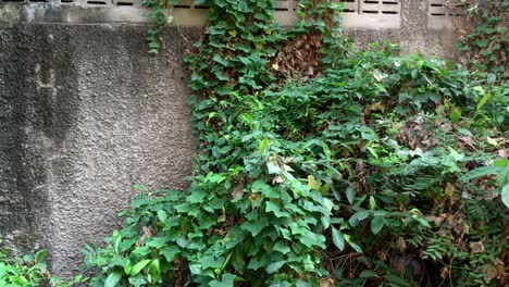 outdoors view of wall with green climbing plant