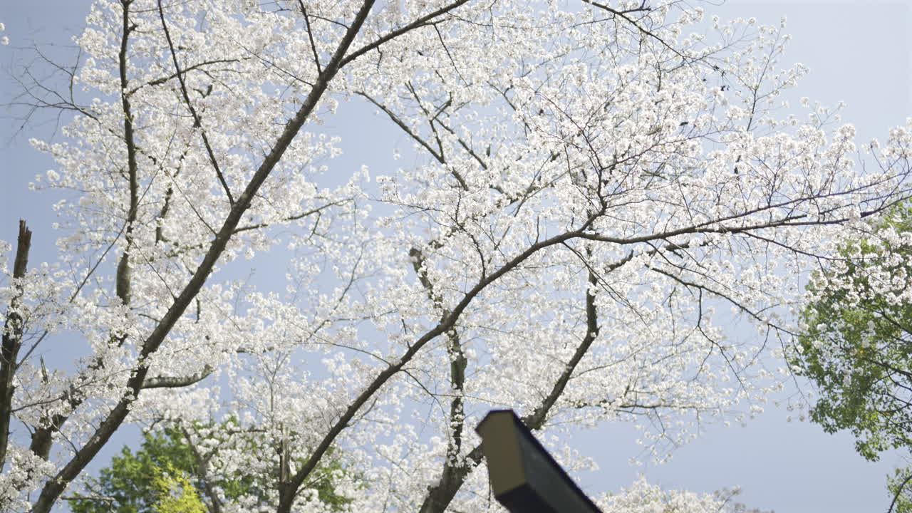 A vibrant torii gate stands proudly surrounded by blooming cherry blossoms. Text Translation: ''Dragon Deity''. Fushimi Inari, Kyoto, Japan