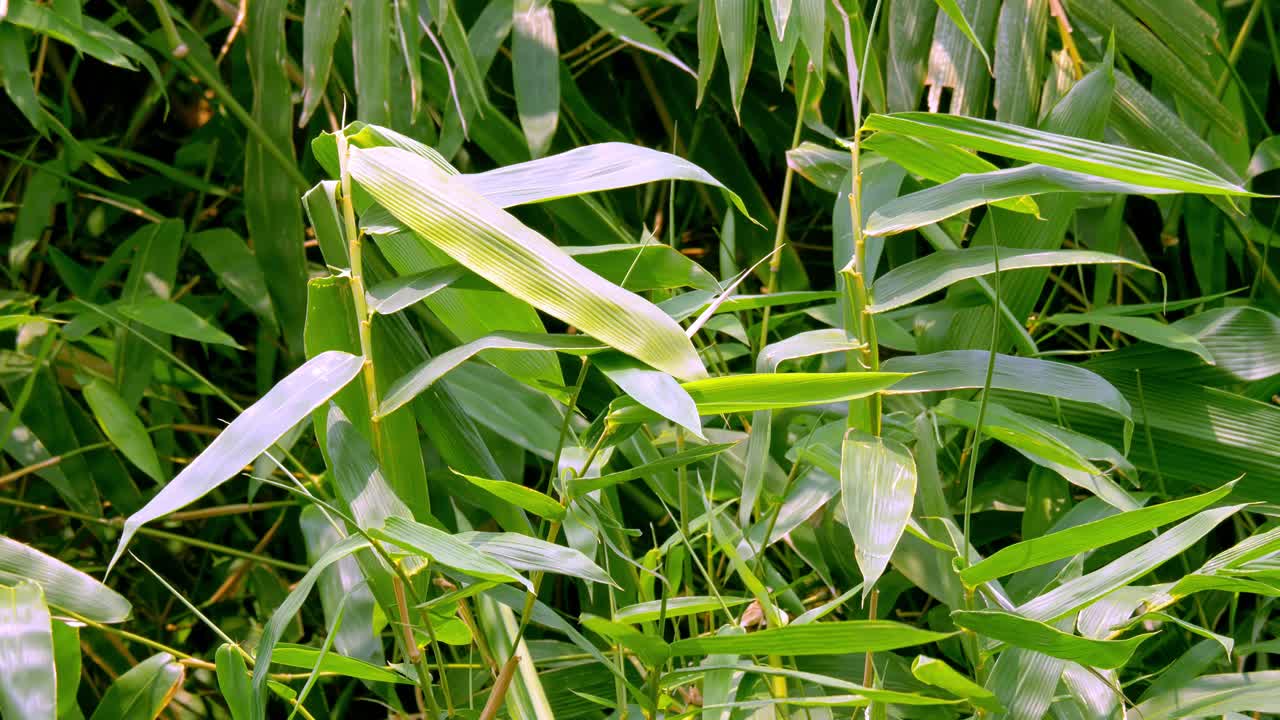 rama de árbol de bambú ondulante verde tropical que sopla en el viento concepto de fondo de relajación natural con luz solar, abstracto y bokeh