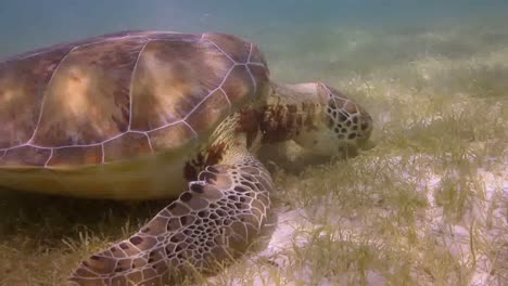 tortuga 20