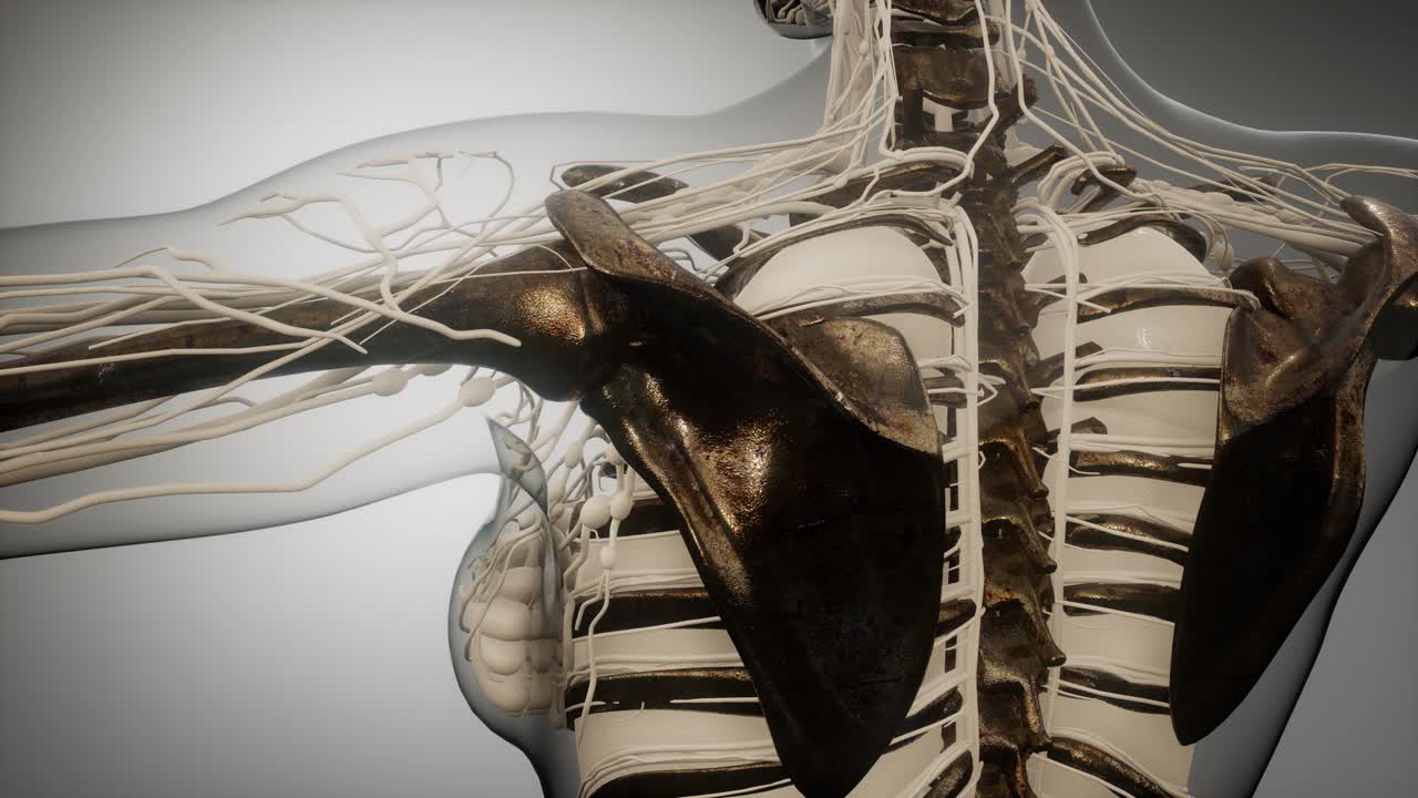 눈에 띄는  ⁇ 가 있는 투명한 인간 몸