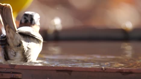 tico-tico bird taking a shower in a water pond in slowmotion