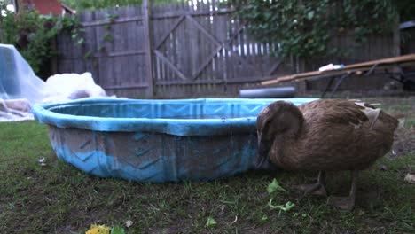 pet ducks in a fenced backyard with tiny pool