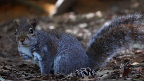 grey squirrel amongst leaves and a pine cone looking towards camera