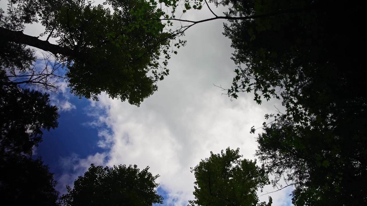 Viewing the Sky From the Shade of the Trees Vertical Low Angle