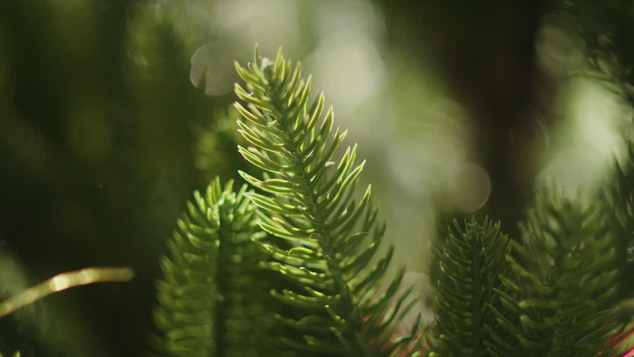 close up of green Christmas tree leaves decoration for winter holiday celebration