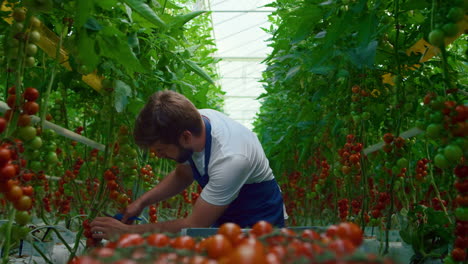 hombre agricultor cosechando tomates en carretilla de verduras en un invernadero moderno.