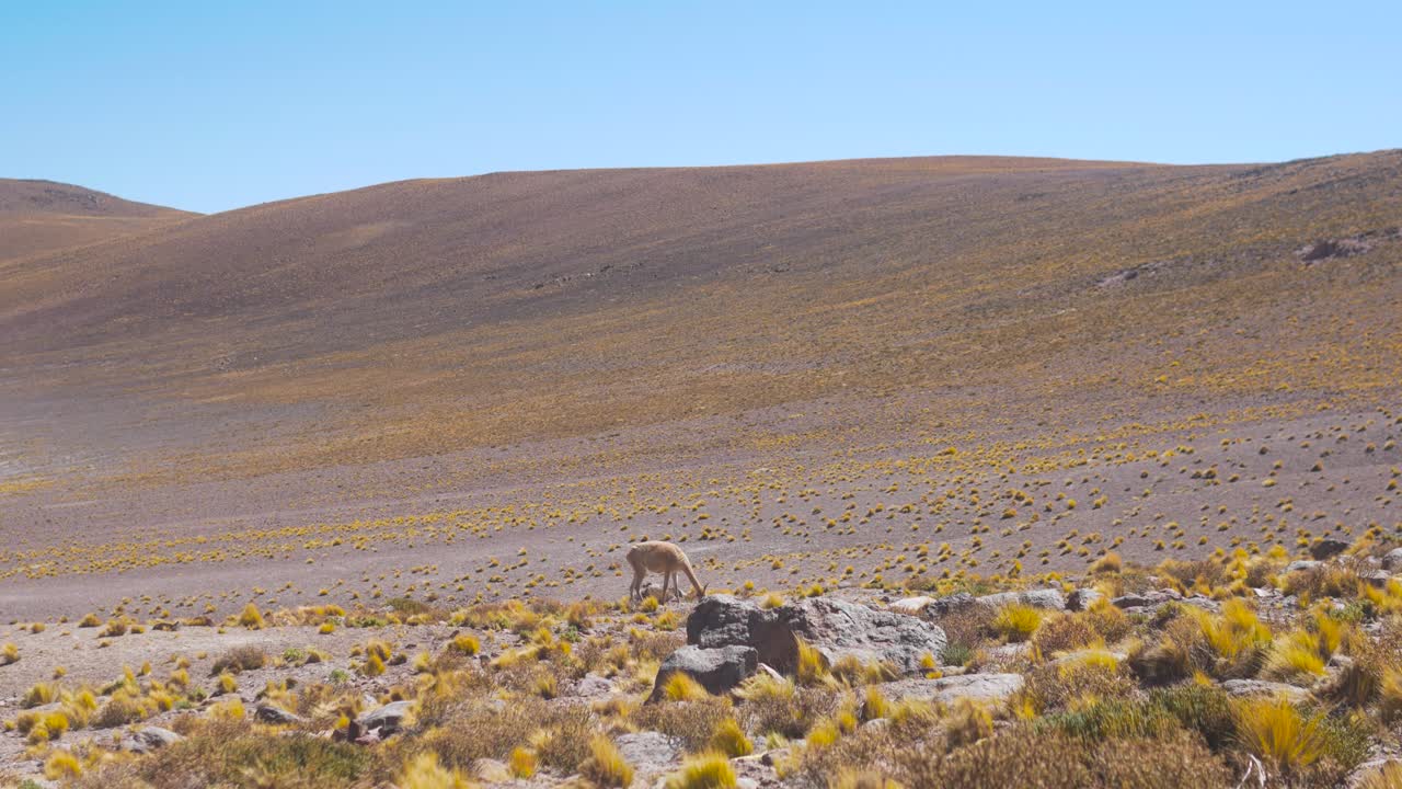 산의 사막에서 낮은 노란 잔디를 먹는 솔로 라마